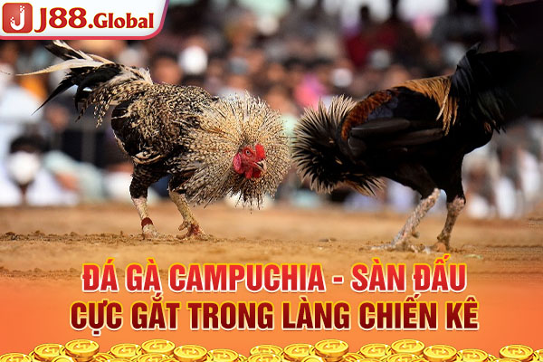 Đá Gà Campuchia - Sàn Đấu Cực Gắt Trong Làng Chiến Kê