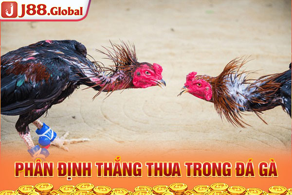 Phân định thắng thua trong đá gà